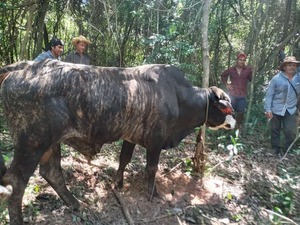 Recuperan animal vacuno de una abuelita en San Pedro del Paraná