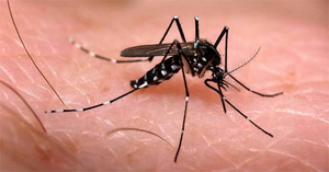 Chikungunya: Complicaciones neurológicas forman parte los síntomas graves de la infección » San Lorenzo PY