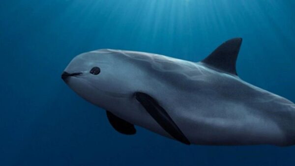 Diario HOY | Despliegan un nuevo barco para proteger a la vaquita marina en México