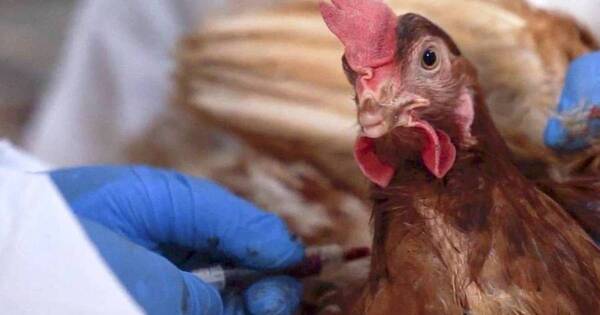 La Nación / Paraguay se autodeclara país libre de influenza aviar