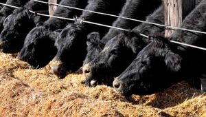 Hay alta demanda de capacitación en engorde bovino y recría (considerados de rápido retorno económico)