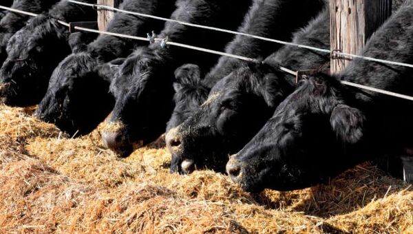 Hay alta demanda de capacitación en engorde bovino y recría (considerados de rápido retorno económico)