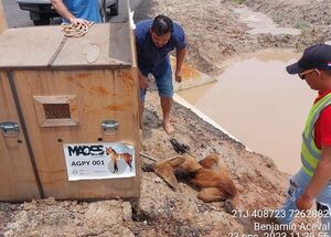 Diario HOY | Rescatan a un Aguará Guasú y lo someten a cirugía: esperan su recuperación