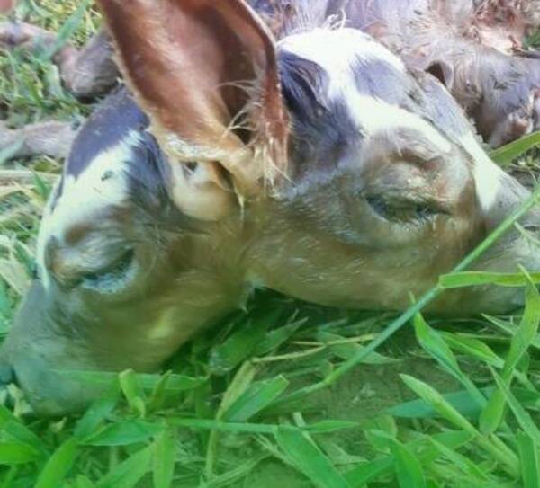 Hesúkena! nació un ternerito con dos cabezas