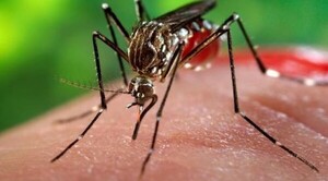 Diario HOY | Salud confirma 5 muertes por chikungunya: suman más de 7.000 casos confirmados
