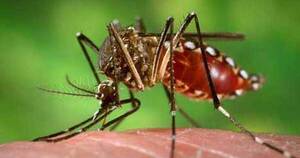 La Nación / Pediatra advierte sobre fiebre alta y convulsiones en niños por chikungunya