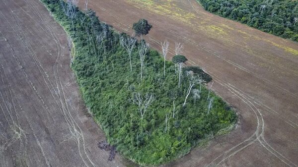 Un tercio de la Amazonia se “degradó” por el hombre y las sequías - Ciencia - ABC Color