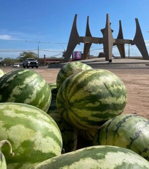 Productores chaqueños ofrecen abundantes y jugosas sandías - Noticias del Chaco - ABC Color
