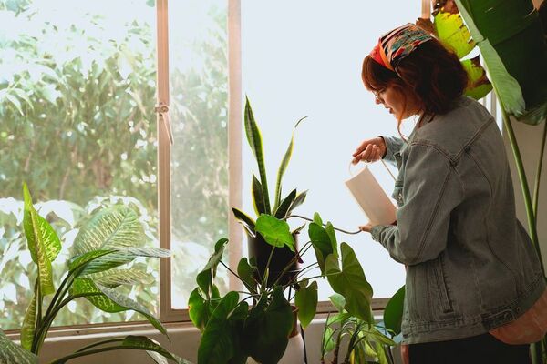 Para mantener vivas a tus plantas mientras estás de vacaciones