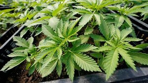 Alemania podría retrasar su plan para la legalización de la marihuana de uso recreativo