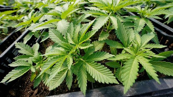 Alemania podría retrasar su plan para la legalización de la marihuana de uso recreativo