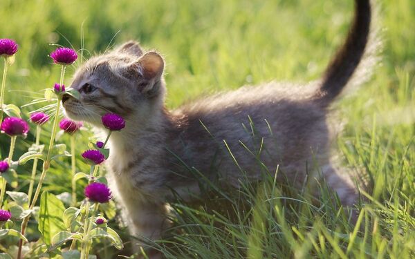 Aromaterapia y mascotas ¿funciona?