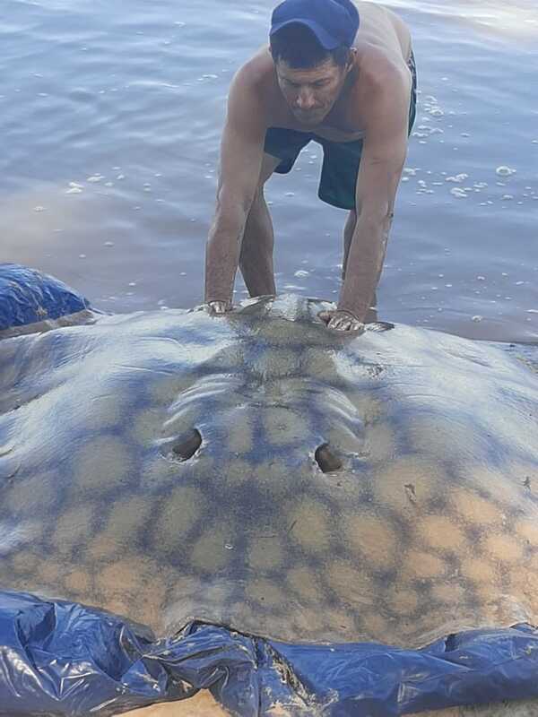 Pescan Raya de 180 kg. en el Río Paraguay