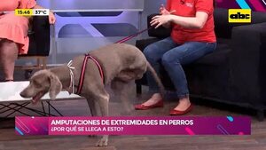Amputaciones de extremidades en perros - Ensiestados - ABC Color