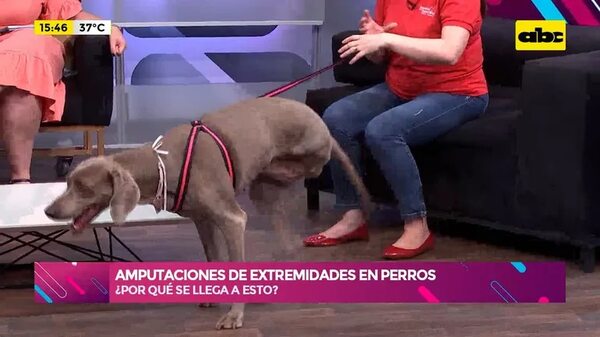 Amputaciones de extremidades en perros - Ensiestados - ABC Color