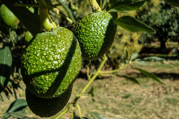 México busca fortalecer intercambio comercial agroalimentario con Brasil - MarketData