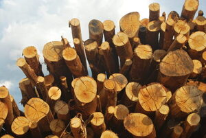 Forestación podría liderar las exportaciones paraguayas en menos de dos décadas