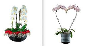 La Nación / Las orquídeas de Keiki: Lucite con ellas en el Día de los Enamorados