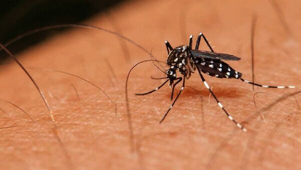 Chikungunya registra más pacientes en UTI que   actual ola del Covid-19