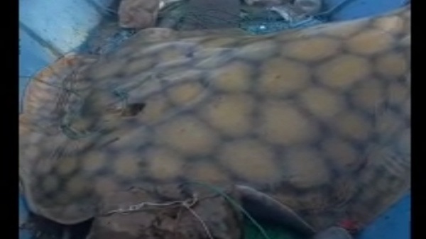 San Pedro: Pescan un ejemplar de raya de 180 kilos - Noticias Paraguay