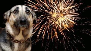 La pirotecnia puede causar taquicardia en los animales