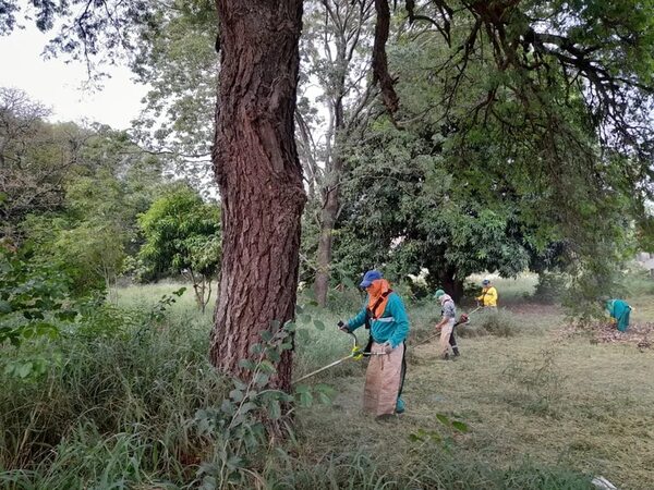 Chikunguña: Intervienen vertedero “clandestino” para eliminar criaderos de mosquitos - Nacionales - ABC Color