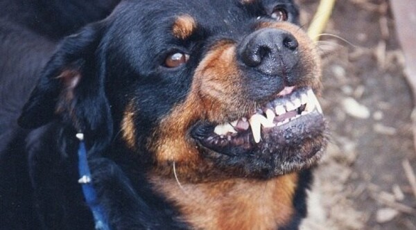 Jauría de perros mata a niño de 7 años en Estados Unidos | 1000 Noticias