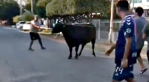 Saquean camiones con ganado y faenan vacas en la calle en Argentina