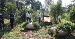 La Nación / Paraguay será anfitrión del 8° Congreso Sudamericano de Yerba Mate
