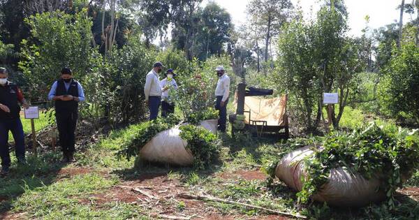 La Nación / Paraguay será anfitrión del 8° Congreso Sudamericano de Yerba Mate