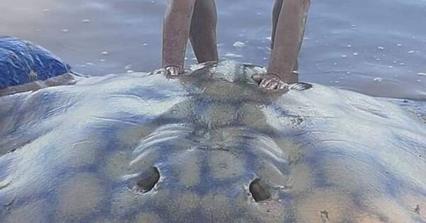 La Nación / Pescadores atrapan una raya de 180 kilos tras seis horas de labor