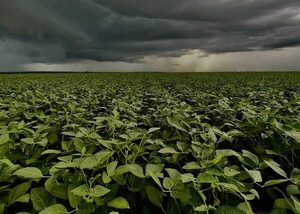 Cultivo de soja llega a su etapa final con buena humedad, reportan - Economía - ABC Color