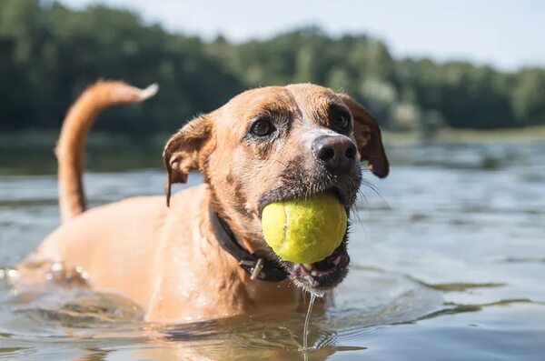 Intenso calor: ¿qué hacemos con las mascotas? - Mascotas - ABC Color