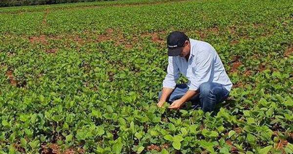 La Nación / Hay buena humedad en etapa final, pero prevén leve merma en cultivos de soja