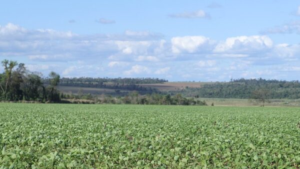 El cultivo de soja llega a su etapa final con buena humedad - La Clave