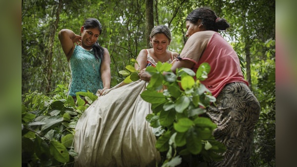 PARAGUAY SERÁ ANFITRIÓN DEL 8° CONGRESO SUDAMERICANO DE YERBA MATE - Itapúa Noticias