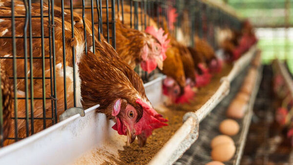 Confirman influenza aviar en Bolivia y piden notificar casos de sospechas en Paraguay