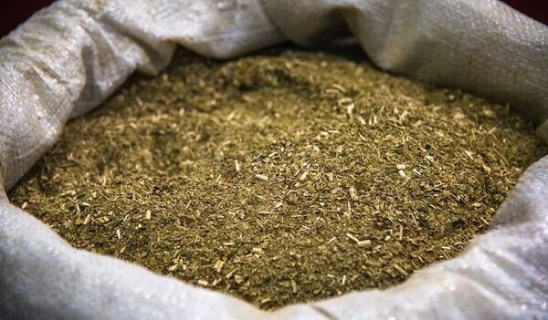 Paraguay será anfitrión del 8° Congreso Sudamericano de Yerba Mate.