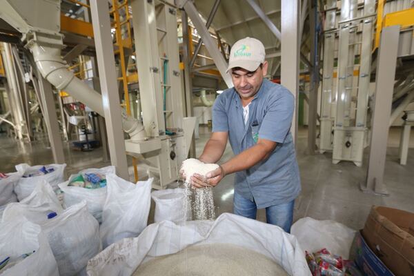 Pronostican un buen año para el cultivo del arroz | Agronegocios | 5Días