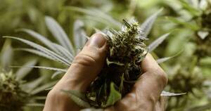 La Nación / Beba de 10 meses ingresó intoxicada por marihuana en el hospital de PJC