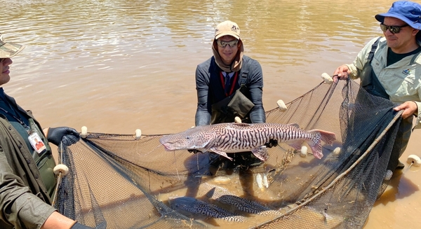 Estación de Acuicultura de la ITAIPU logra reproducción exitosa de dos especies de surubí