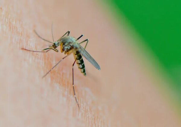 Protección y alivio: cómo tratar las picaduras de mosquito - Estilo de vida - ABC Color