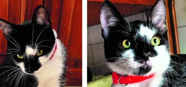 Oreo - Encontrá a tu mascota - ABC Color