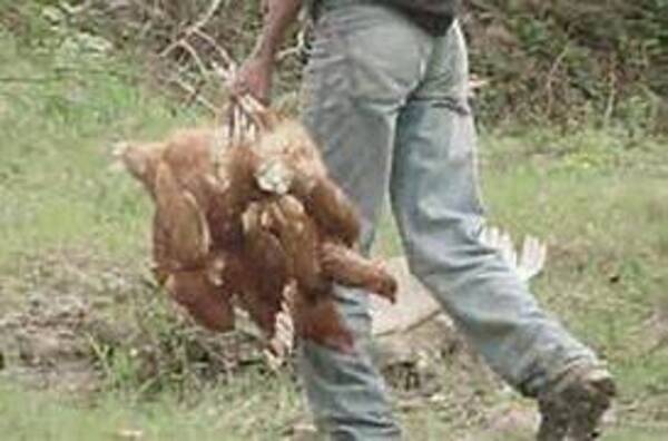 ¡El colmo! Garrotearon a un abuelito para robarle sus gallinas