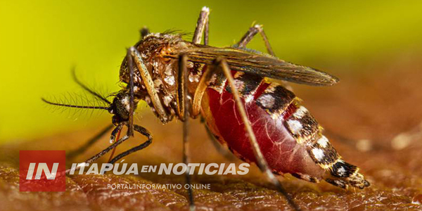 11 CASOS CONFIRMADOS DE CHIKUNGUNYA EN EL DEPARTAMENTO DE ITAPÚA - Itapúa Noticias