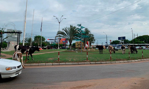 “Las vacas sagradas de Coronel Oviedo” - OviedoPress