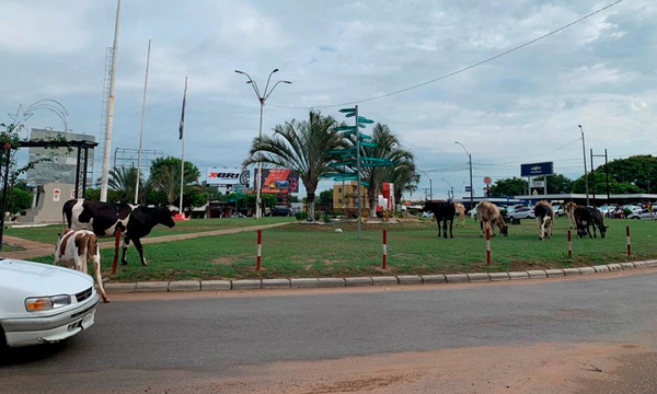 “Las vacas sagradas de Coronel Oviedo” - OviedoPress