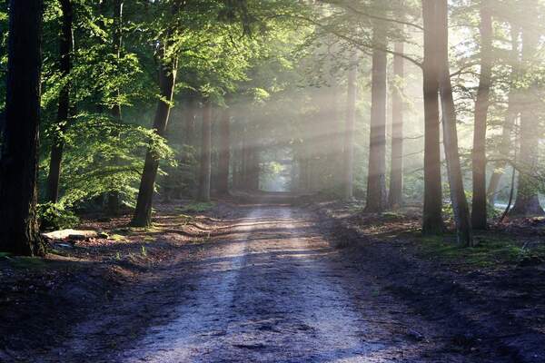 El bosque-Thoreau, Parte 5 - El Trueno