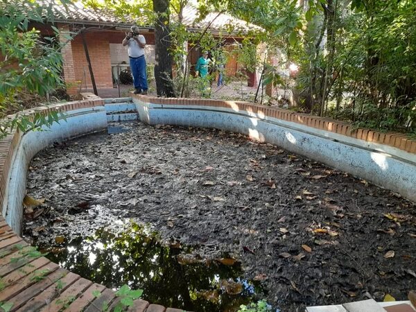 Chikunguña: Multas millonarias para quienes tengan sucia la pileta en Asunción - Nacionales - ABC Color
