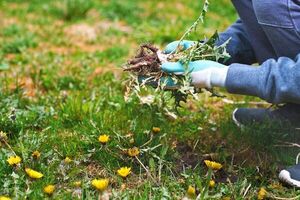Cinco trucos para minimizar las malas hierbas de tu jardín